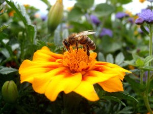 Abeille butinant