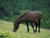 Cheval dans un champ